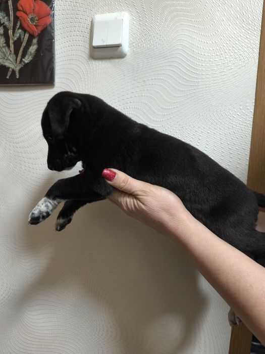 Отдам щенков бесплатно