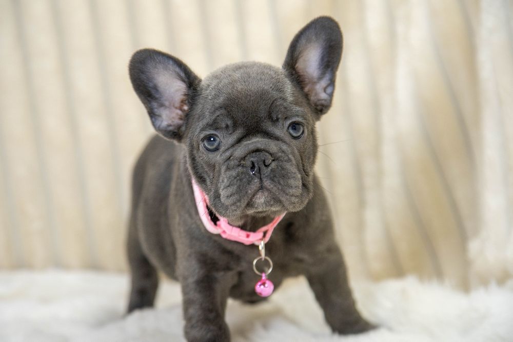 bulldog francez blue