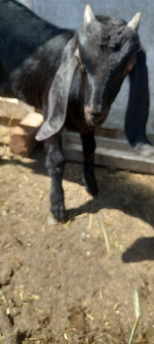 Pereche de anglo nubian