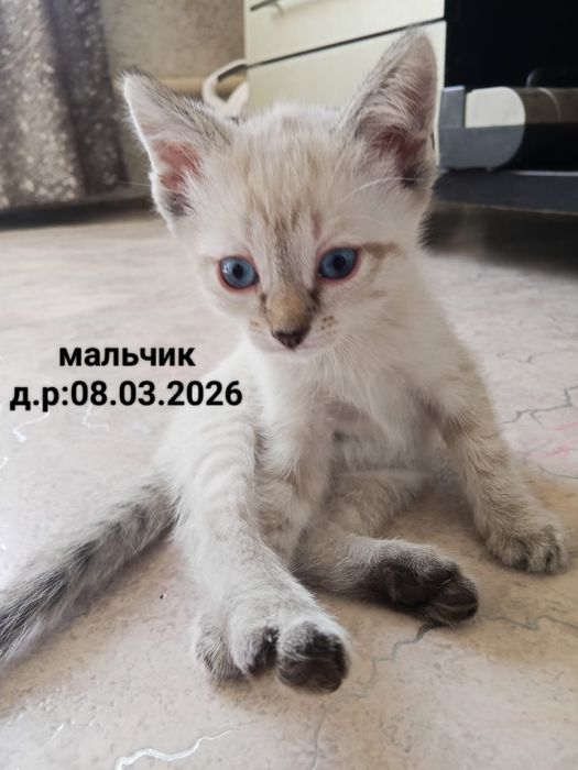 Отдам красивых котят
