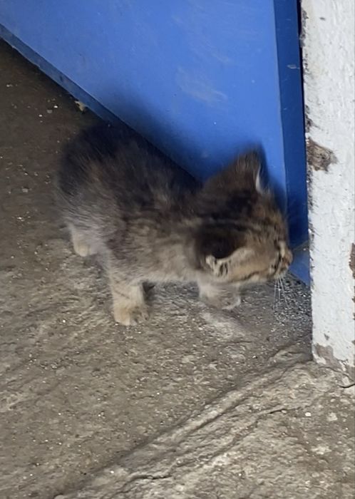 Котенки в добрые руки