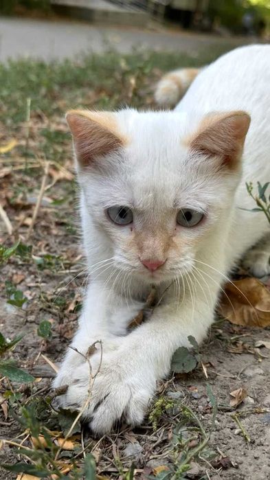 Белый котенок бесплатно