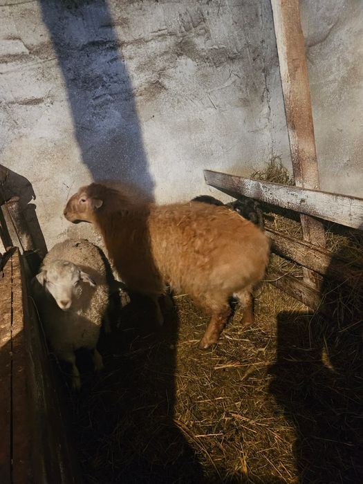 Продам жирных баранов