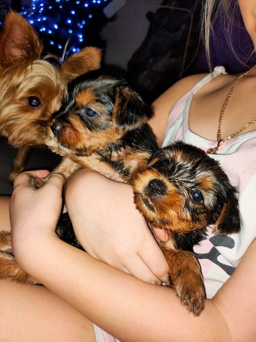 Йоркширский терьер