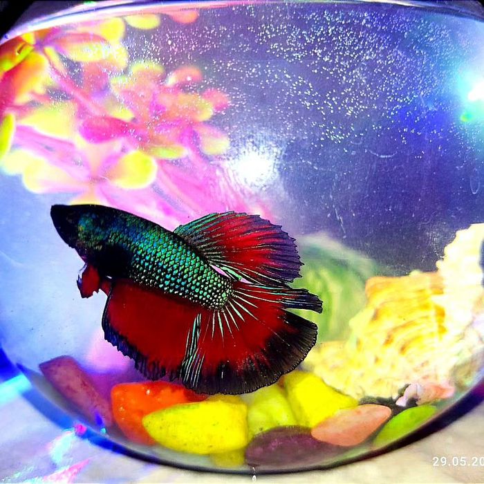 Аквариум + рыбка петушок + ракушка + растение + грунт в подарок