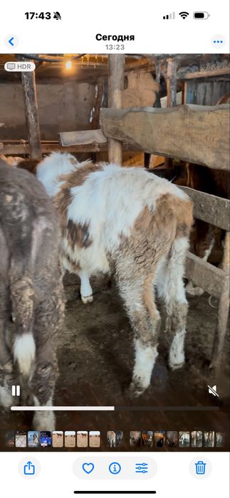 Бучок.                                                           Бычок