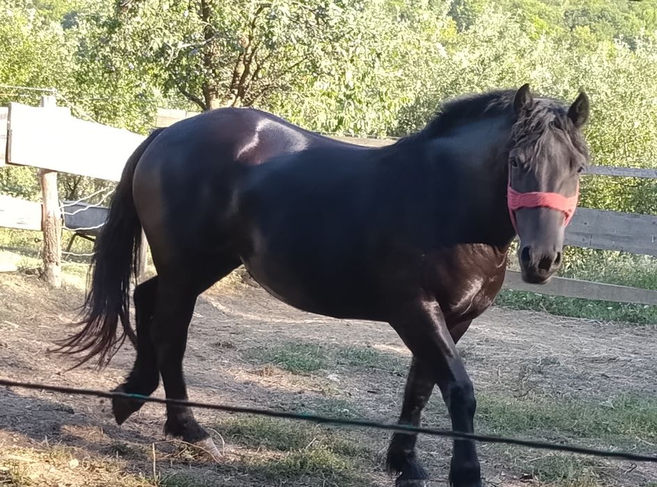 Vând sau schimb mânză de doi ani montata ,ecografia ta  cu  manza murga  sau iapa din cat grea