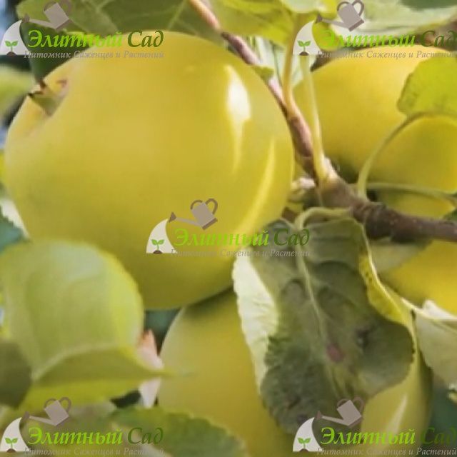 Продам саженцы местной яблони