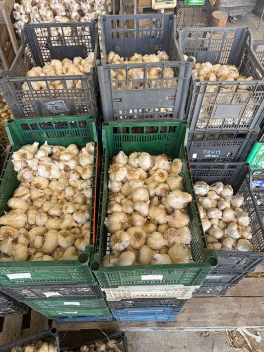 Български чесън с отличен вкус, с.Орешак, област Варна