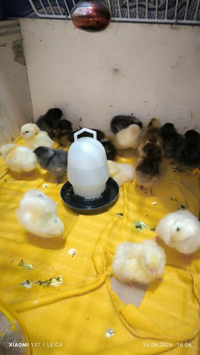 Продам домашних цыплят