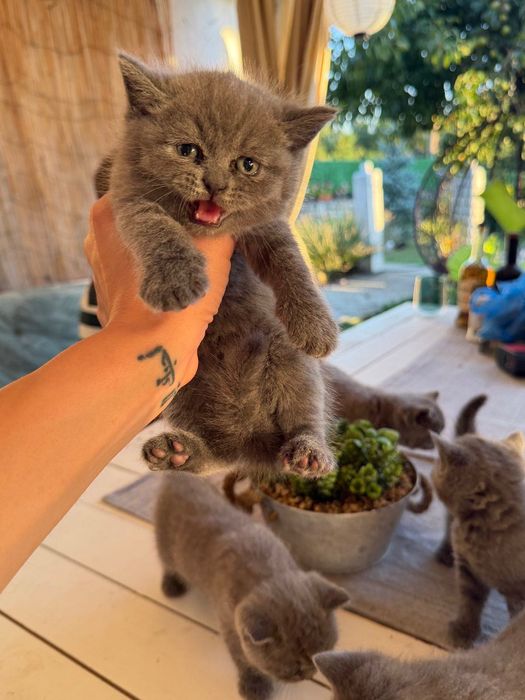 Британски котенца