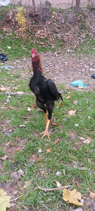 Xoroz sotiladi garantiyali