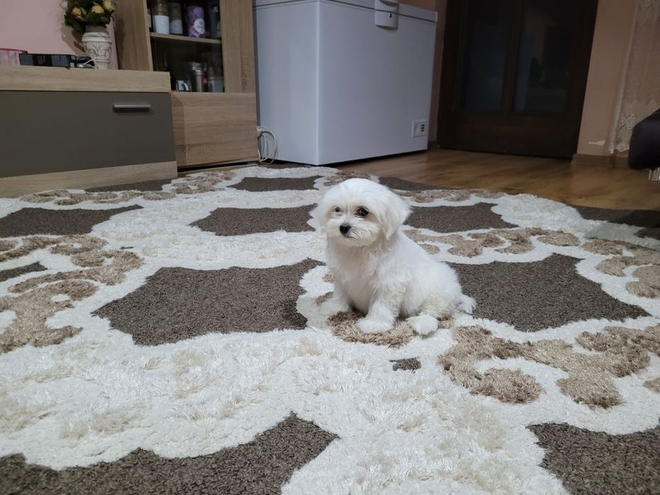 Bichon maltez toy