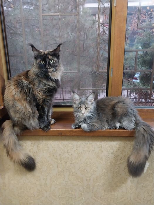 Мейкун девочка  Продаётся