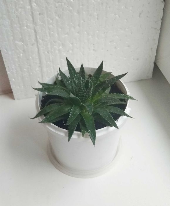 Алое остистое комнатное