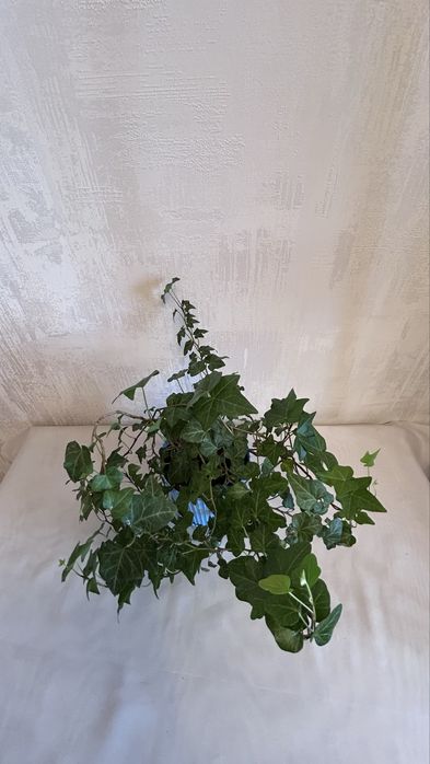 Ирландский плющ ХЕДЕРА