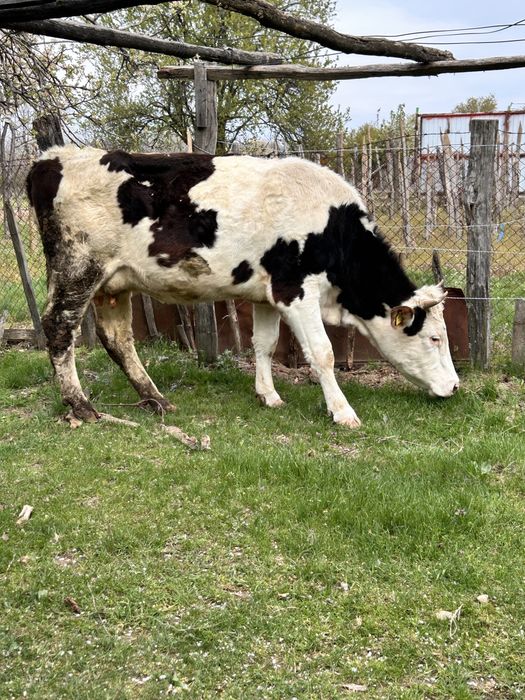 Vaca baltata romaneasca