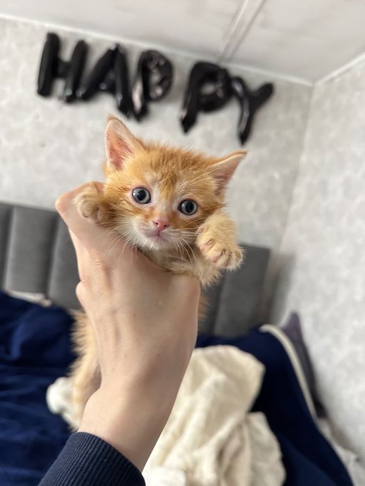 Отдаю котика в хорошие руки