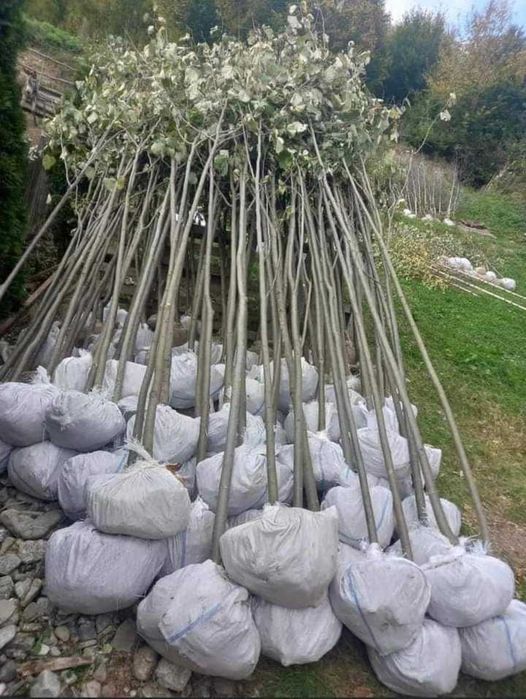 Vand Mesteacan , Tei , Platan , Artar de camp, Stejar. Plante de Padure.