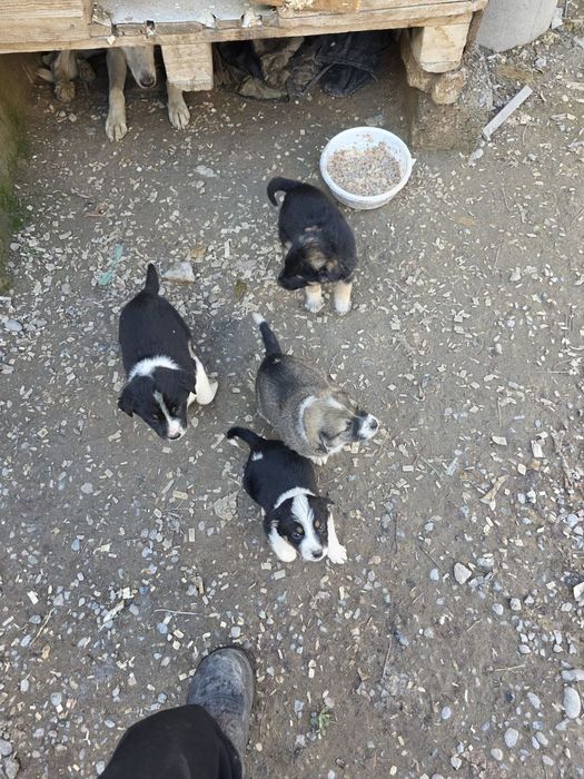 отдам в хорошие руки