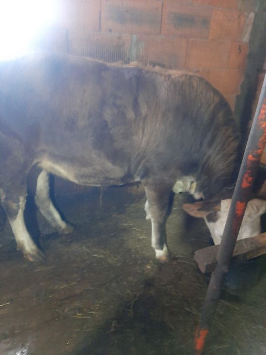 Vând,juninca,baltata,montata