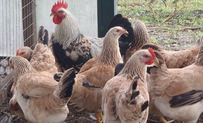 Яйца от Загорска Сьомга