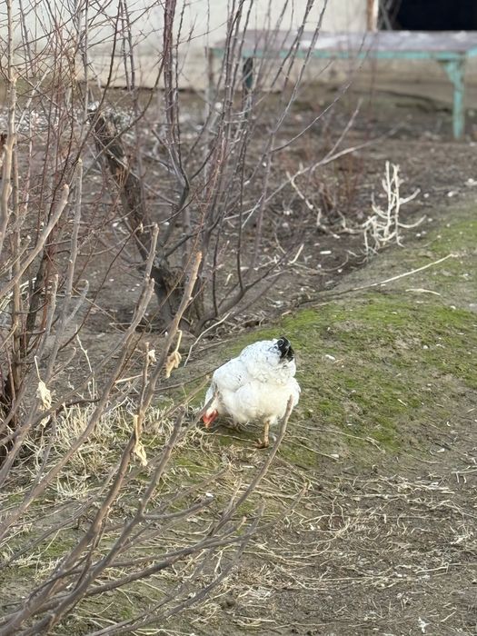 Туып тураған тауықтар