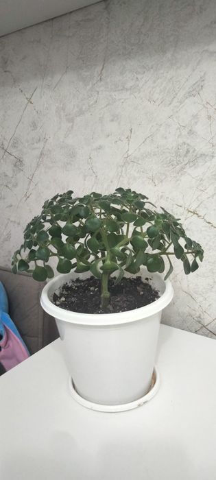 Продается комнатный аихризон