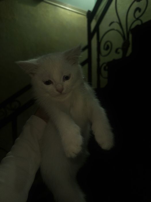 кошка в добрые руки