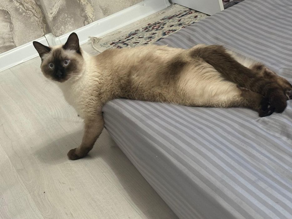 Отдам кота в хорошие руки