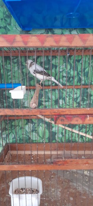 Продам Канарейку к самка и самес  гатовийий гатовий