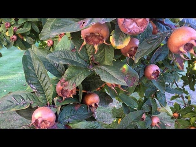 Pomi Fructiferi Deosebiți (Mosmon )