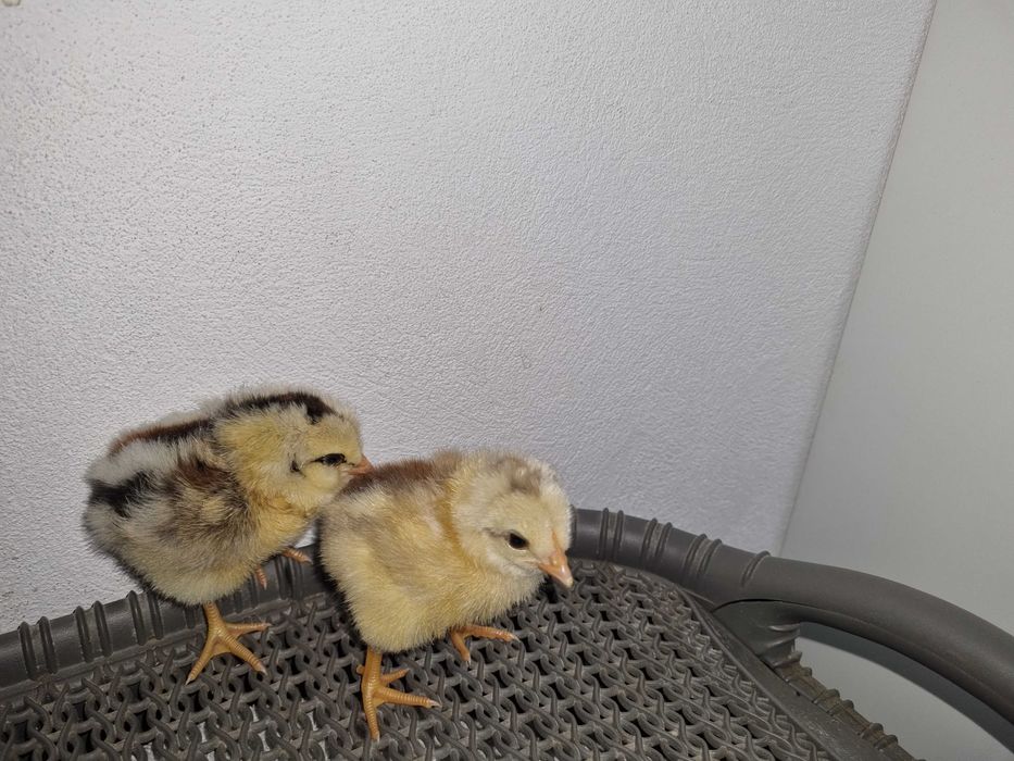 Pui si oua de incubat Araucana