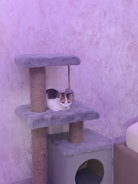 Котенок девочка 4 мес