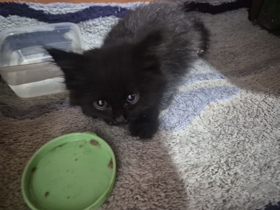 Маленький котенок отдам в добрые руки