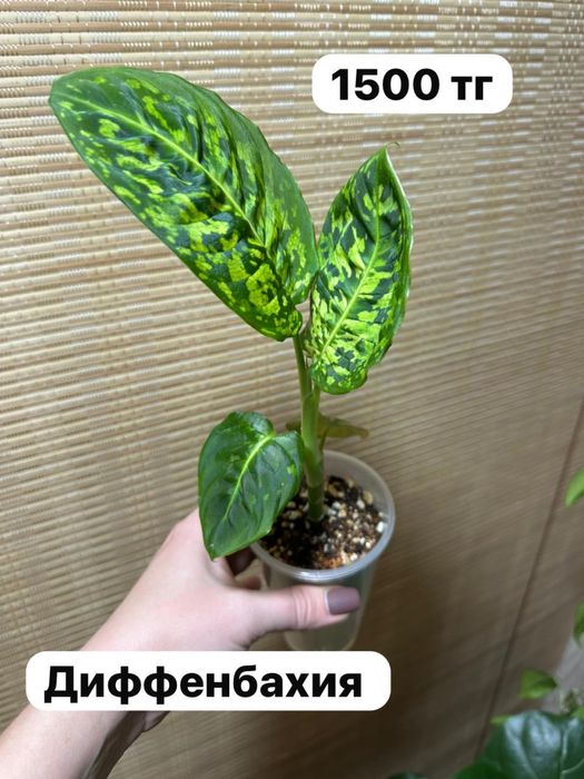 Комнатные растения