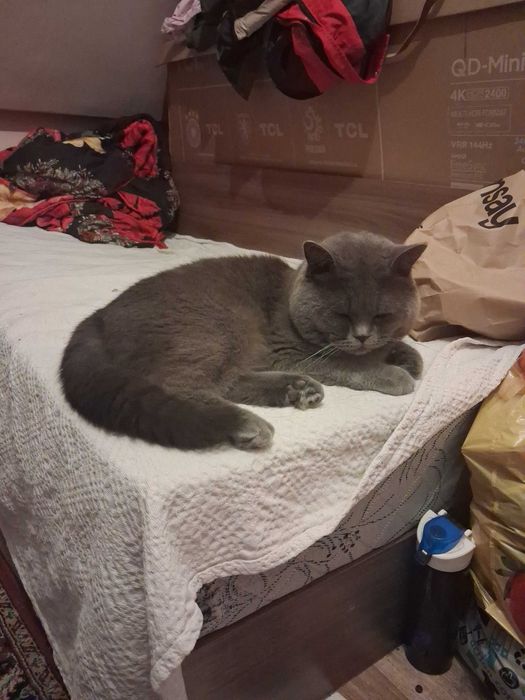 Британската късокосместа котка