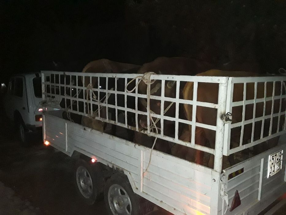 Mashina zur ozim xayadab yurgan