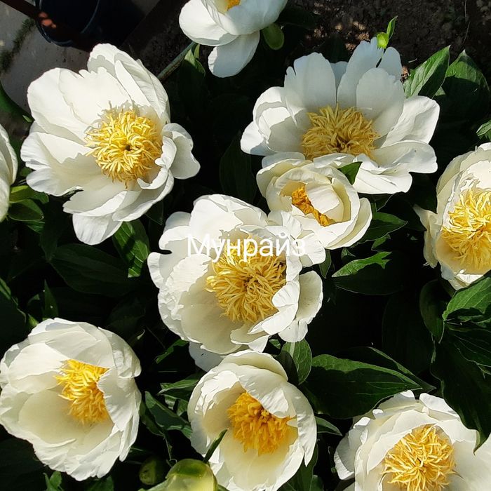 Корни сортовых пионов.