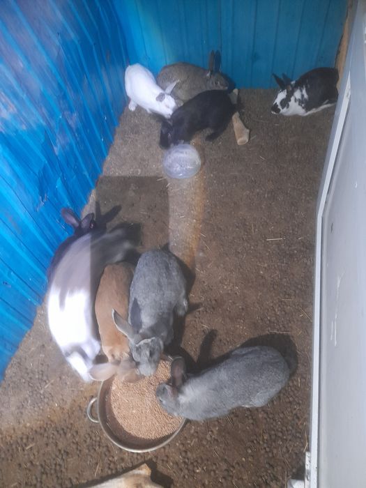 Продам крупных  кроликов.