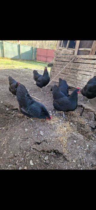 Oua de incubat de Australorp Negru de la pasarile din imagine. Pret 5 lei oul, detali 0728310545