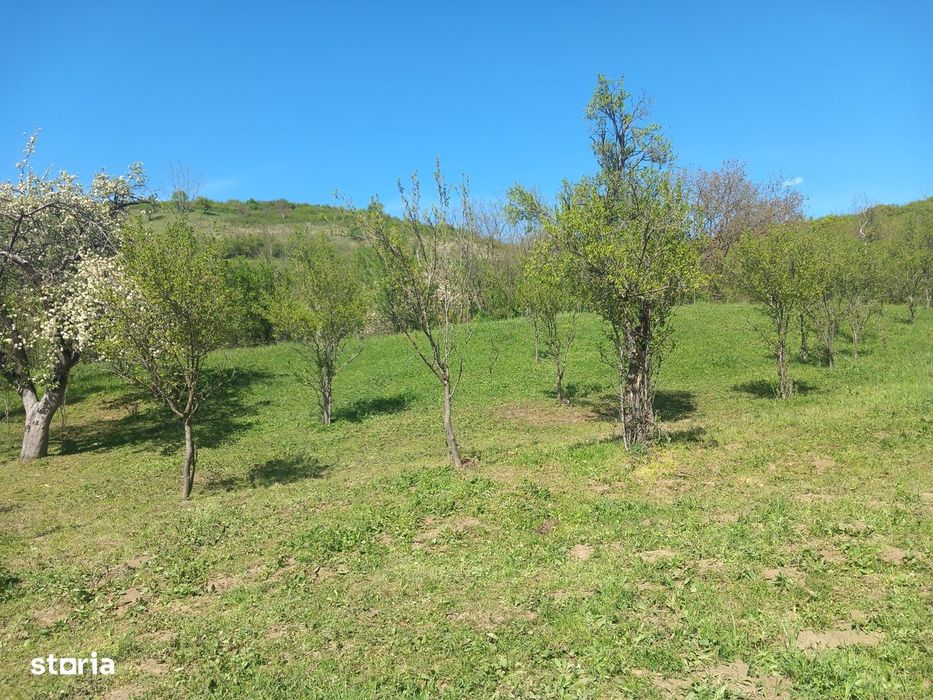 Teren spectaculos ,Porumbeni12.822 mp livadă,case și panoramă superba