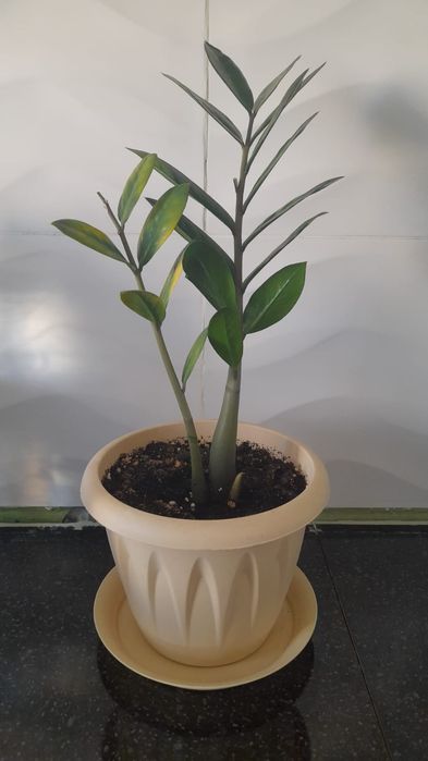 Үй гүлдері сатылады