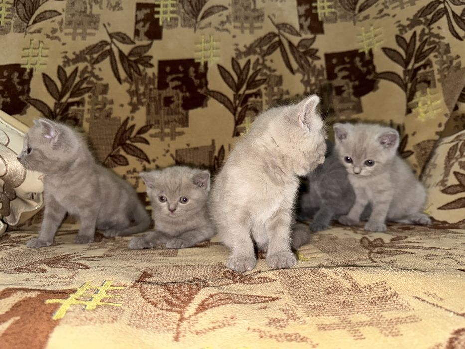 «Кошка мечты — не царапается, мурчит как Rolls-Royce”