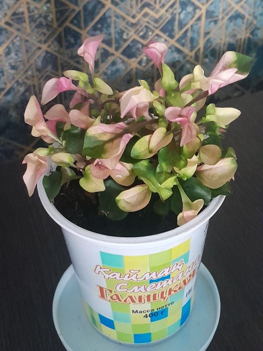 Комнатные  цветы