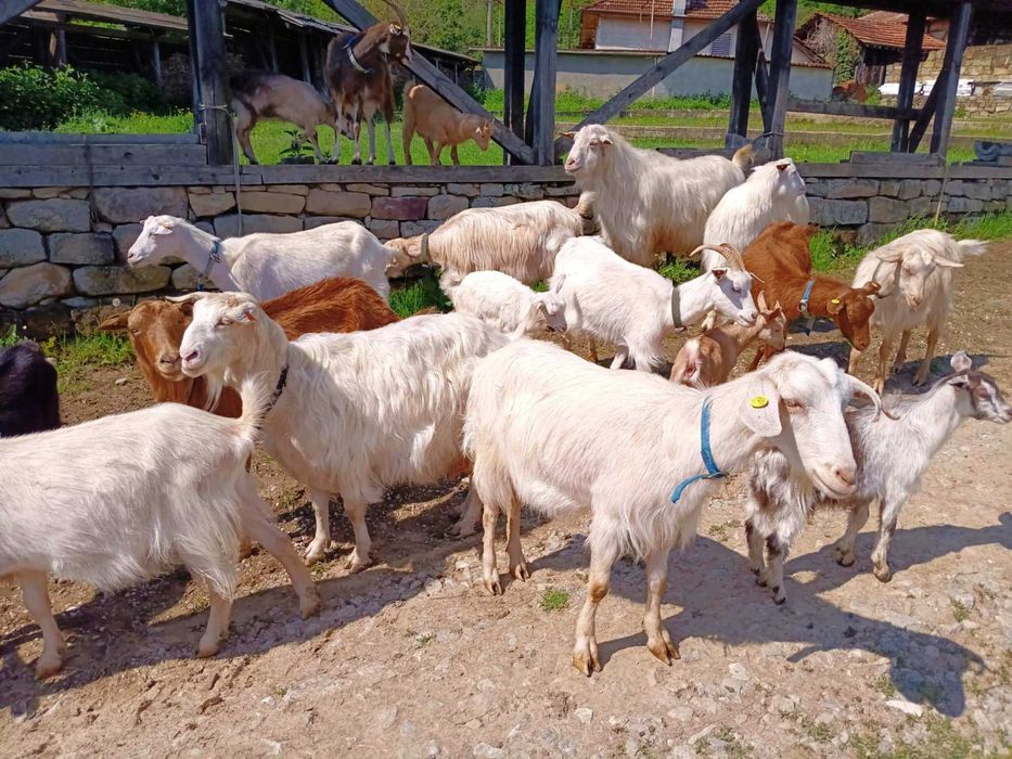 13 Кози, 2 пръча и 8 ярета