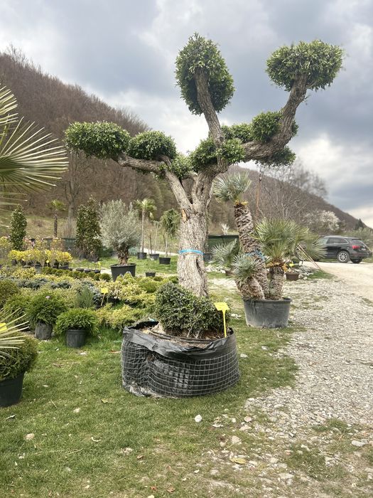 Vand maslini seculari si bonsai