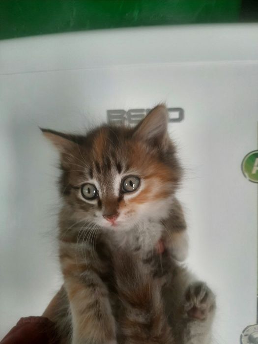 Отдам даром котят.