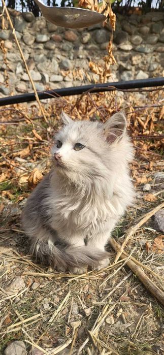 Котята даром в хорошие руки