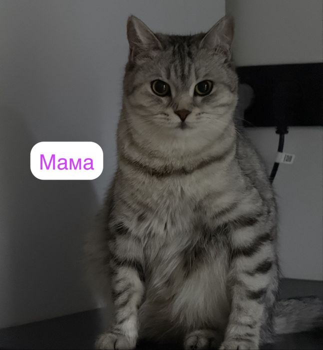 Шотландский котенок